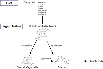 Conversion of Rutin, a Prevalent Dietary Flavonol, by the Human Gut Microbiota